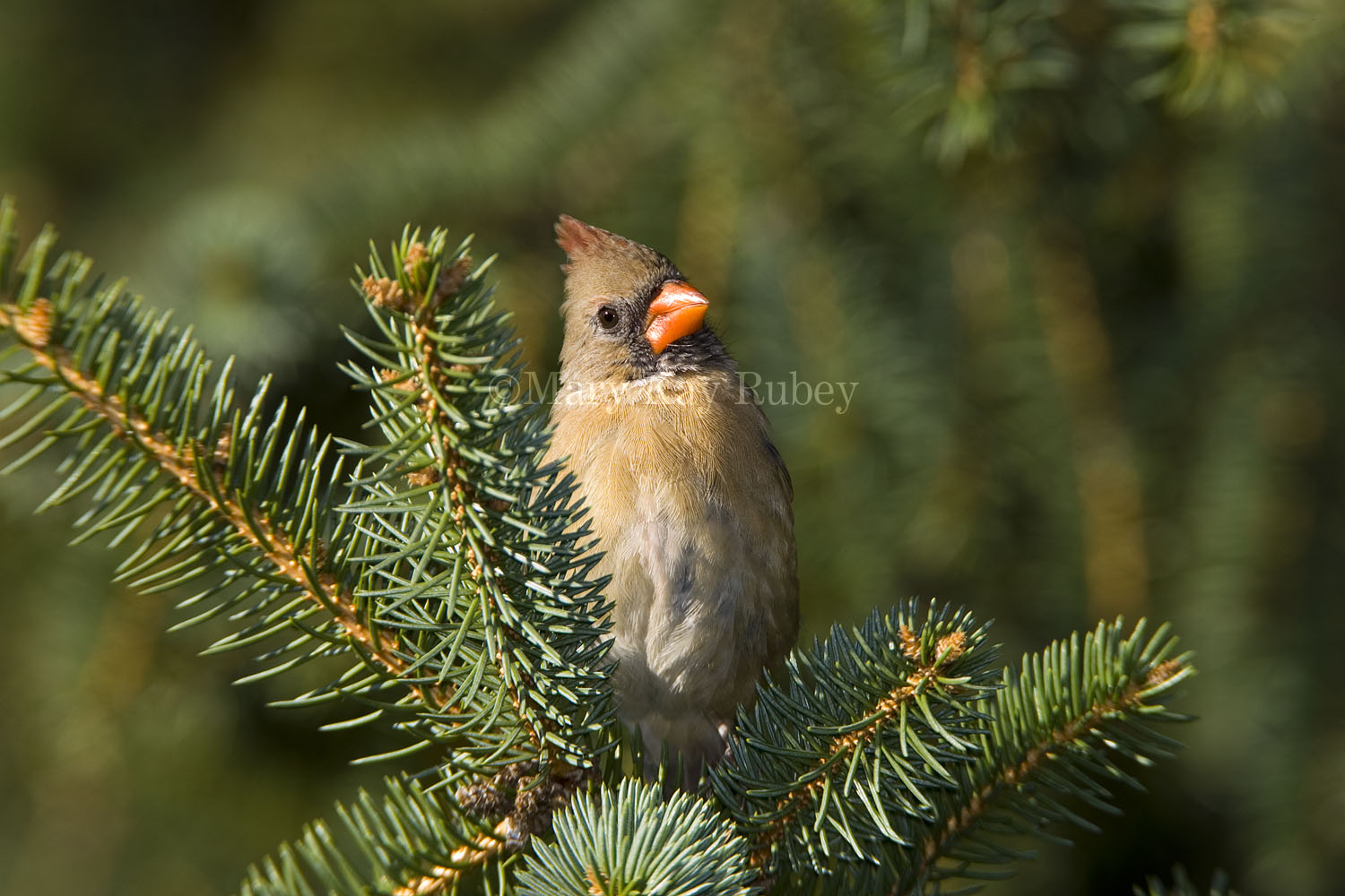 Northern Cardinal female _S9S8219.jpg