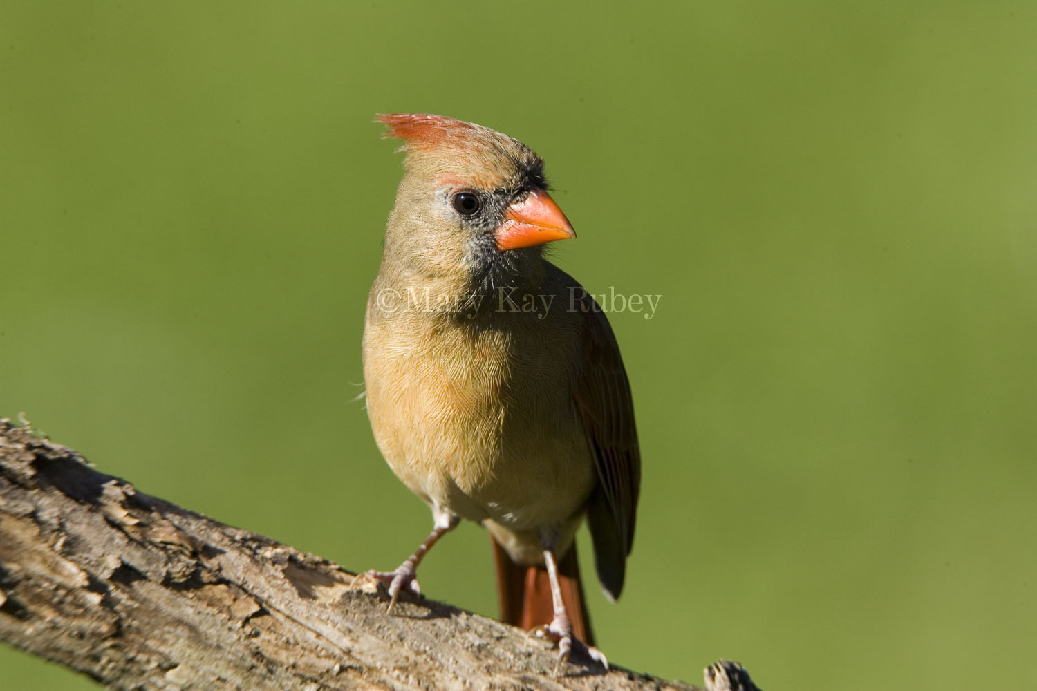 Northern Cardinal female _S9S9665.jpg