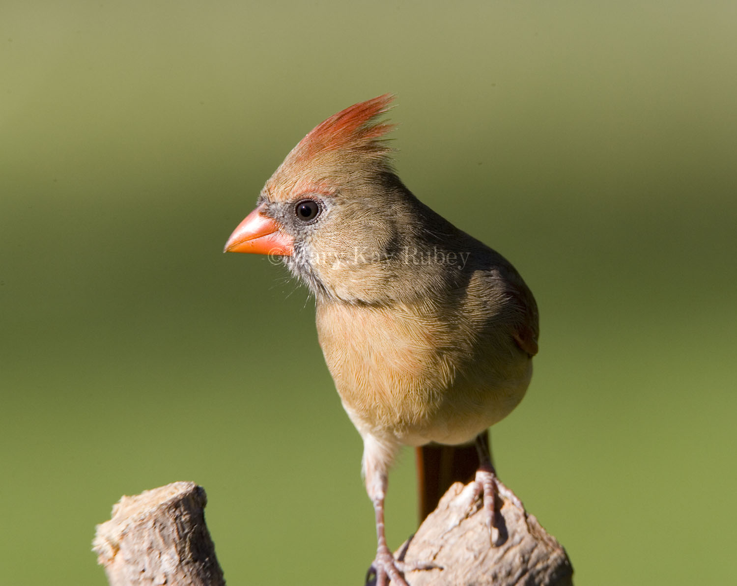 Northern Cardinal female _S9S9712.jpg