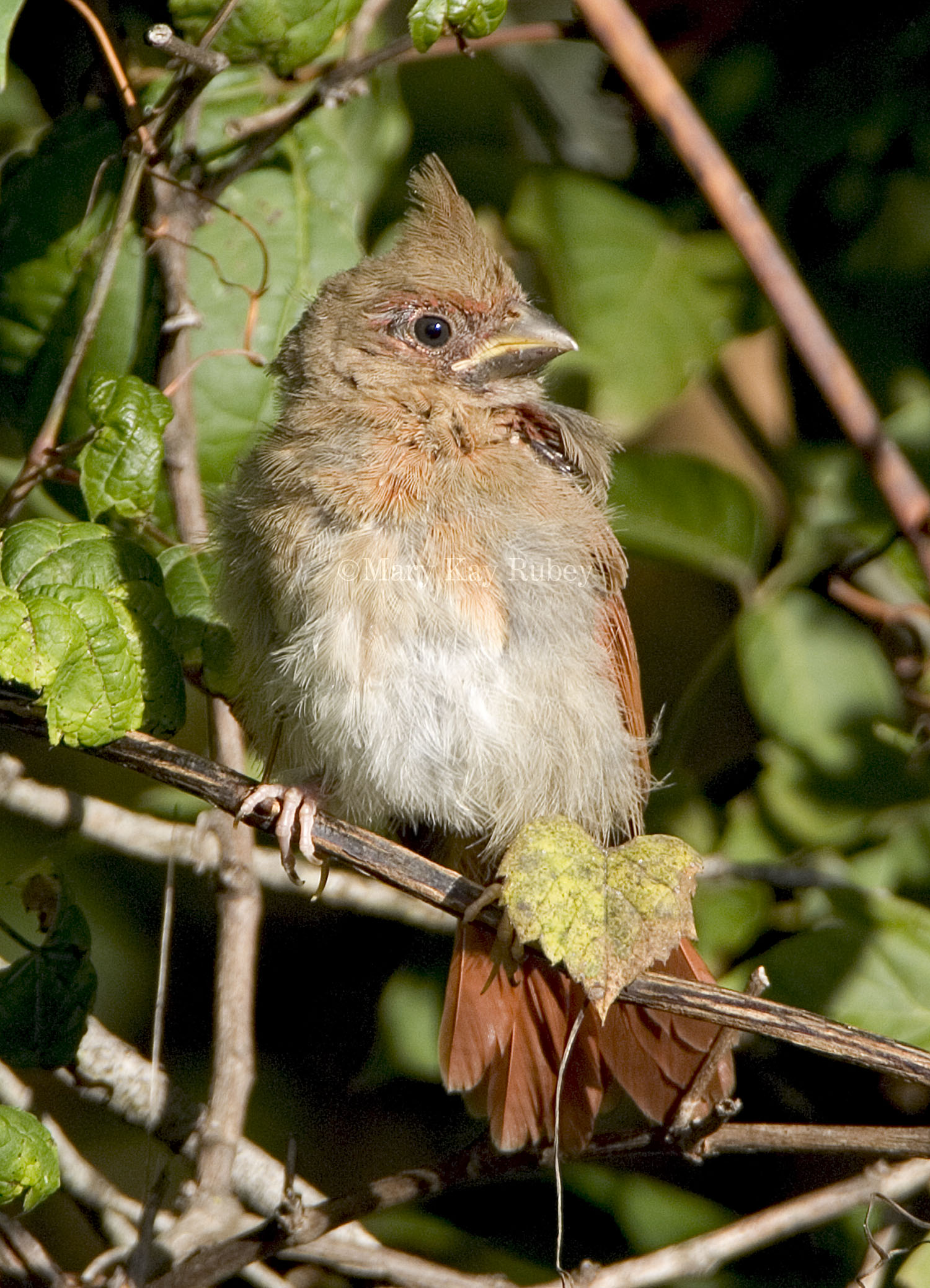 Northern Cardinal juvenile _H9G5941.jpg