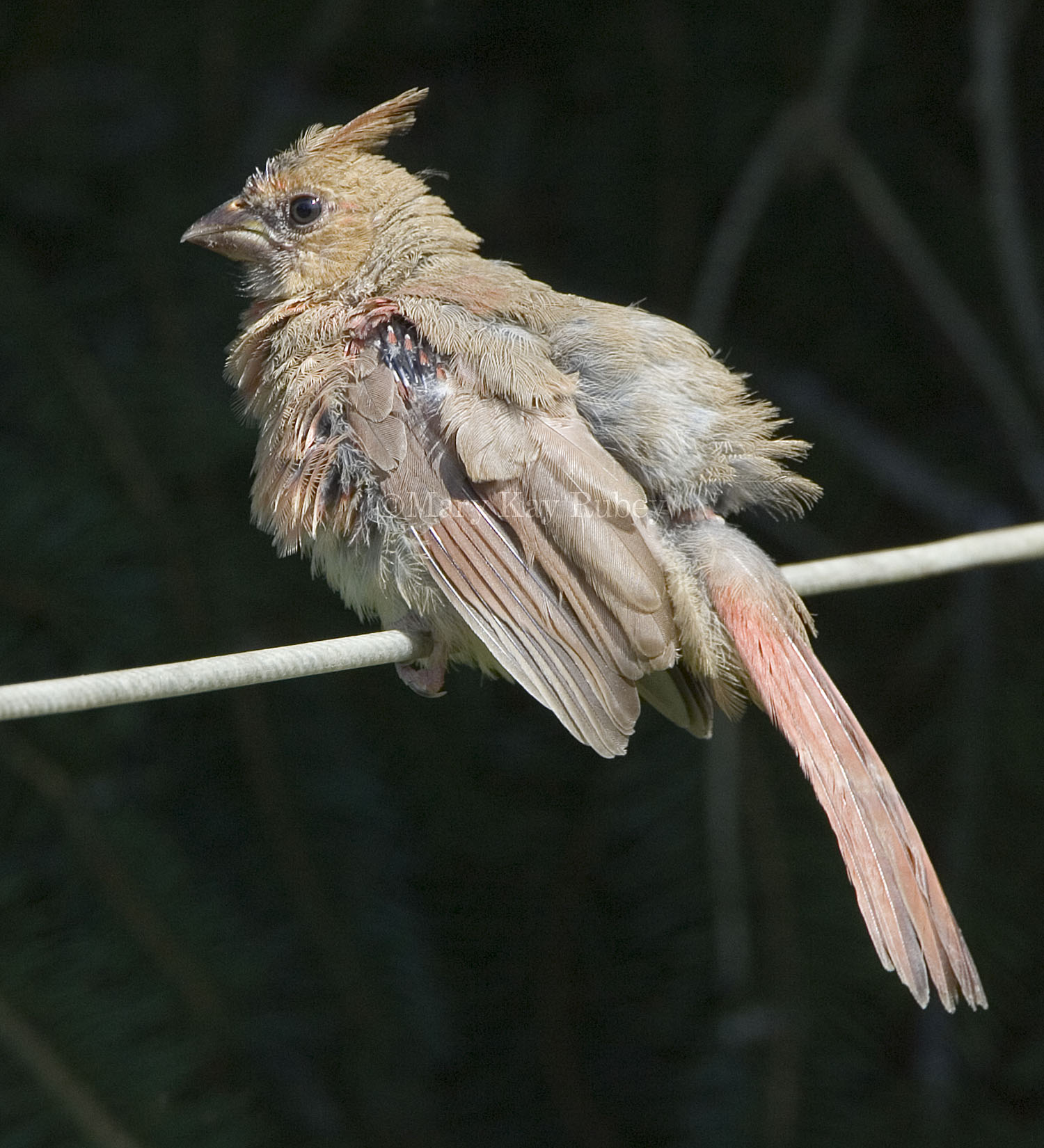 Northern Cardinal juvenile _S9S7461.jpg