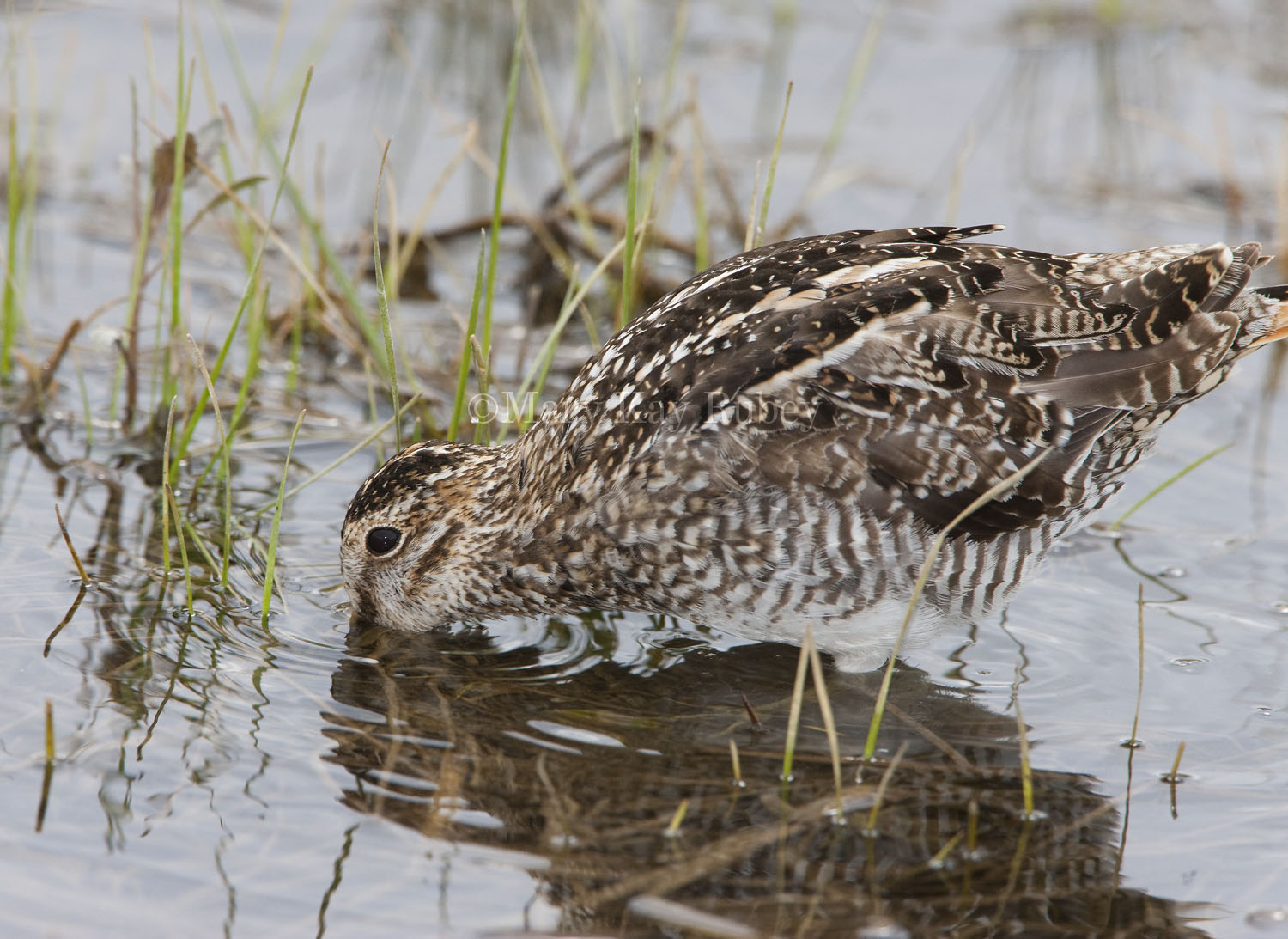 Wilsons Snipe _I9I9855.jpg