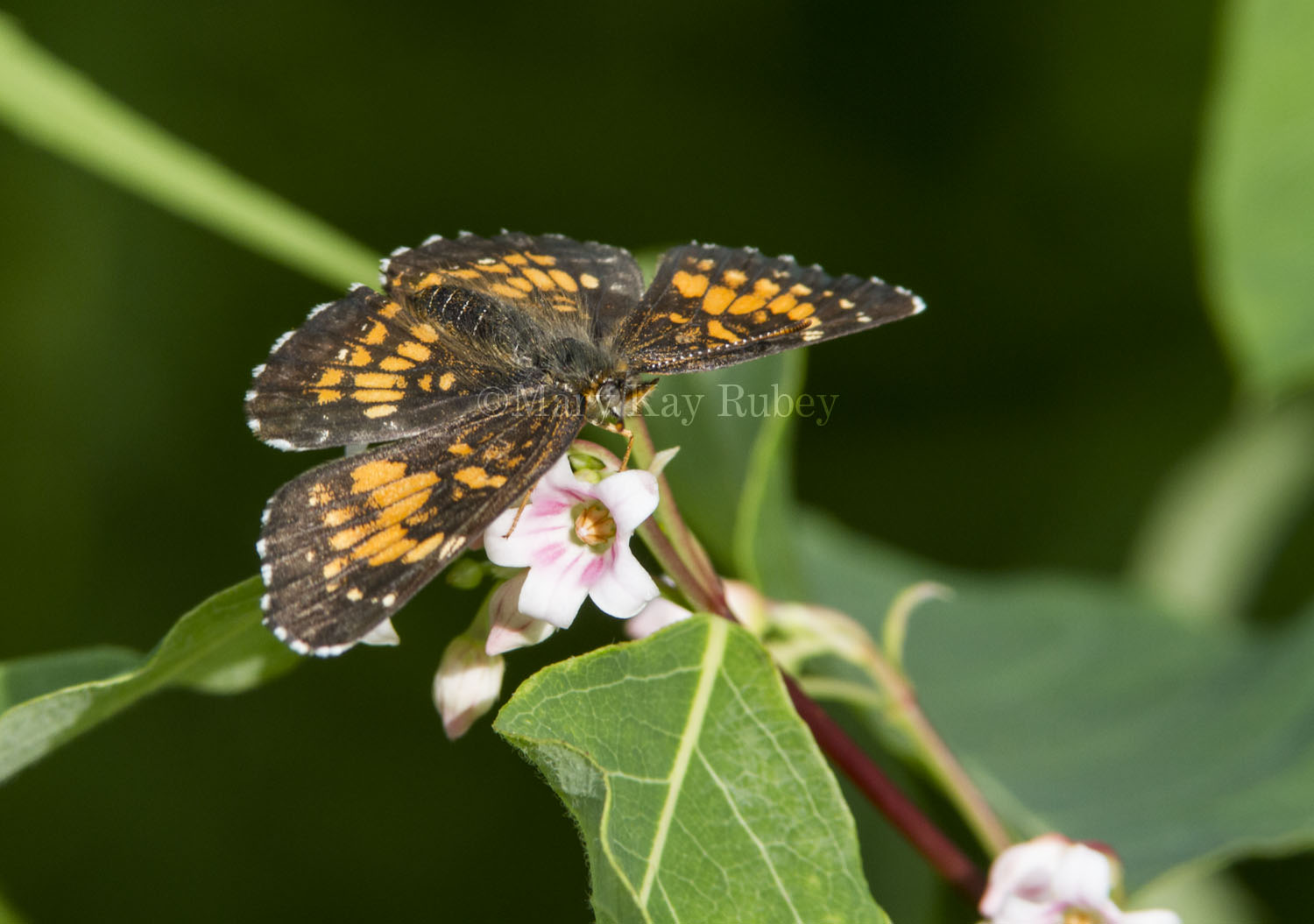 Harriss Checkerspot _7MK6784.jpg