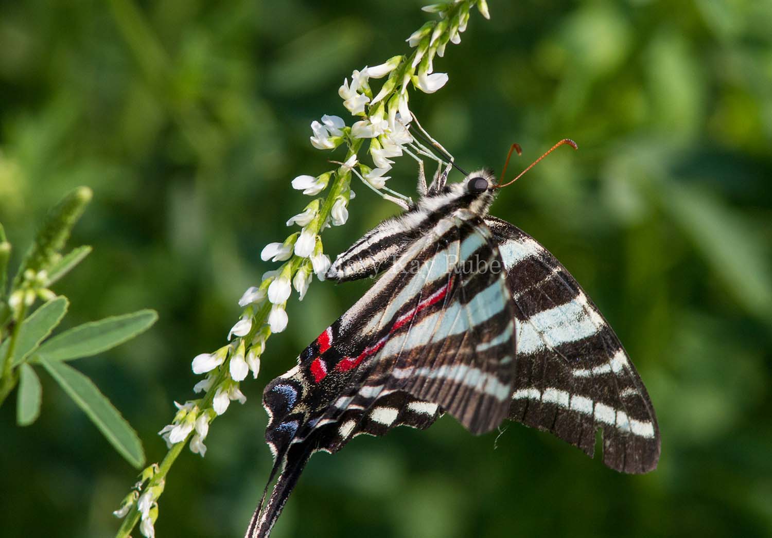Zebra Swallowtail _MG_0151.jpg