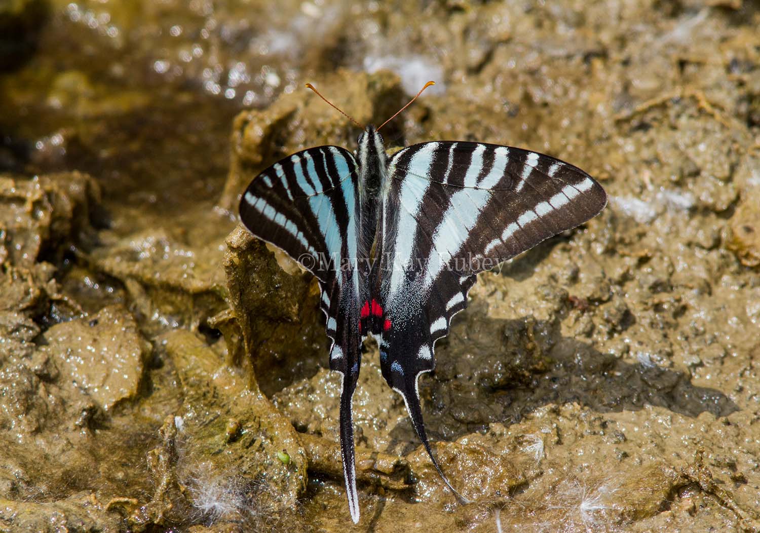 Zebra Swallowtail _MG_0712.jpg