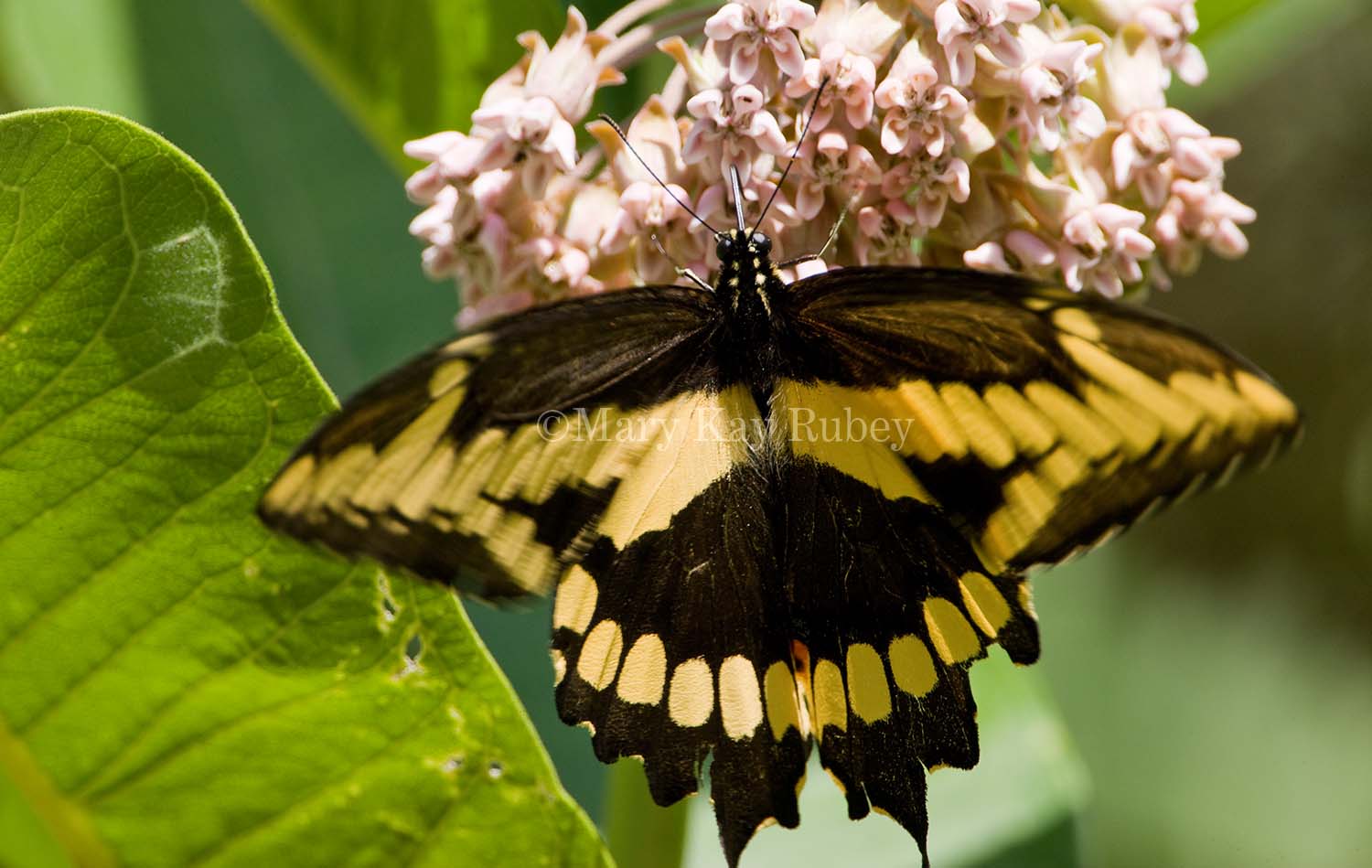 Giant Swallowtail _I9I2022.jpg