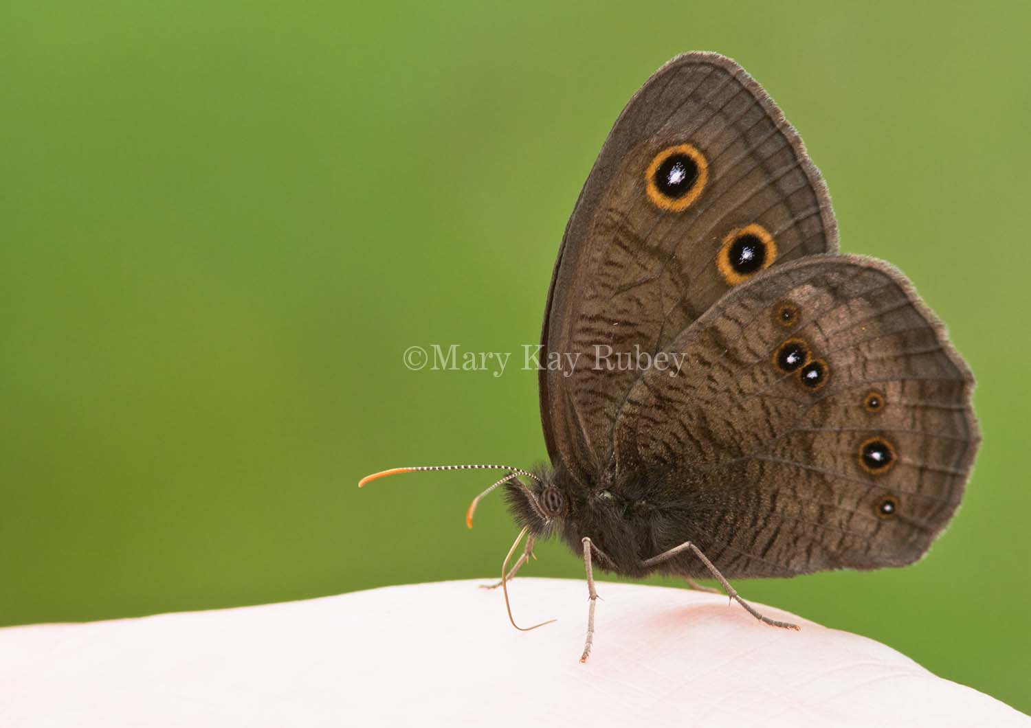 Common Wood-nymph _MG_1191.jpg