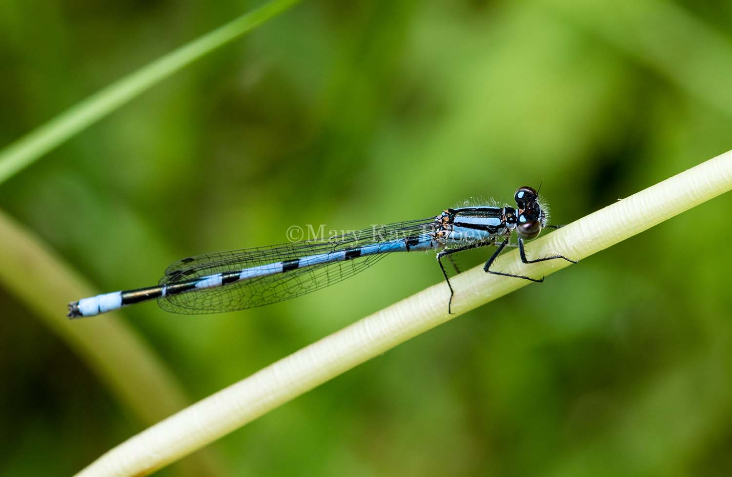 Marsh Bluet male #2015-06 _2MK8501.jpg