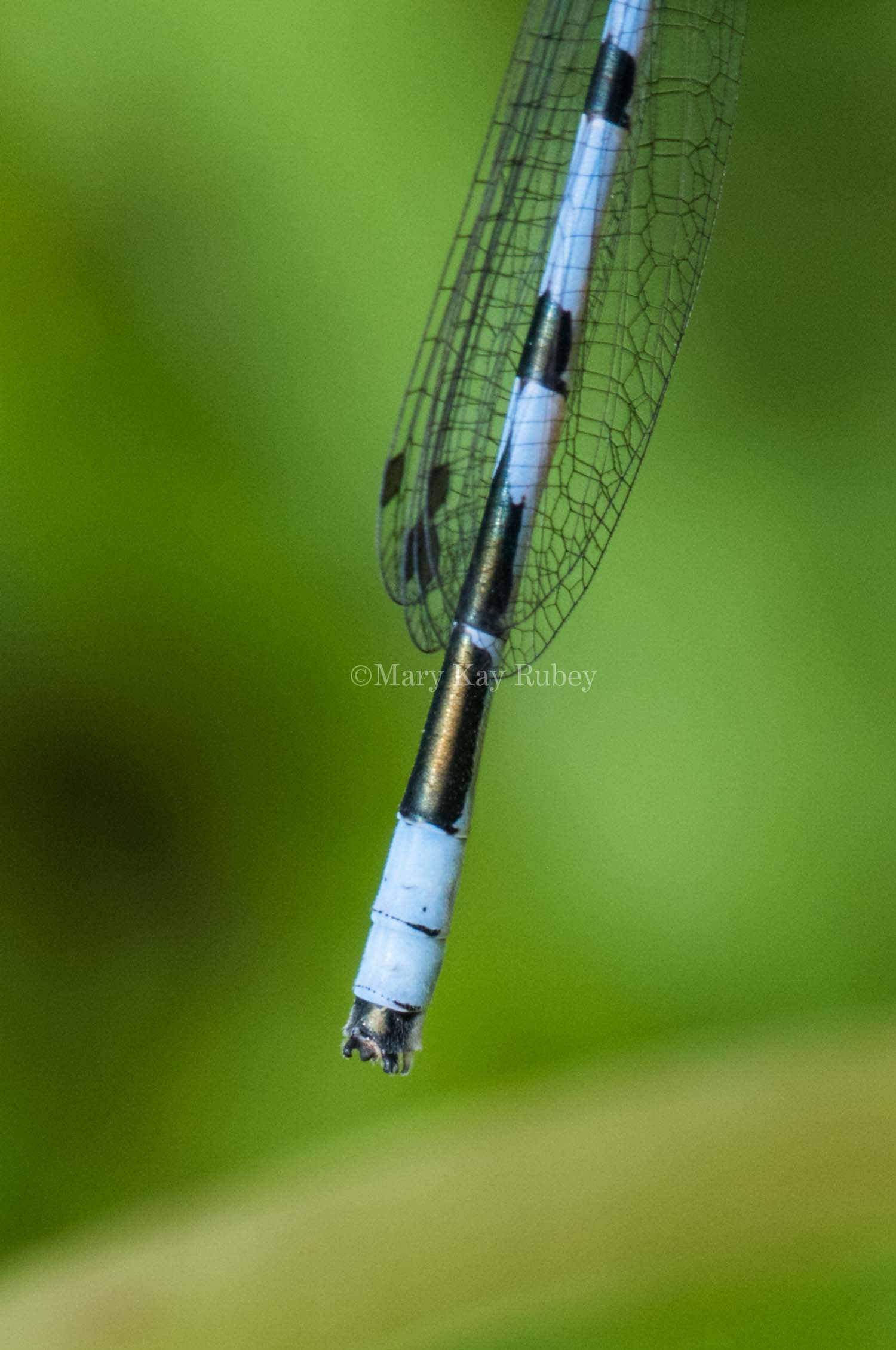 Marsh Bluet male #2015-06 caudal appendages _2MK8479.jpg