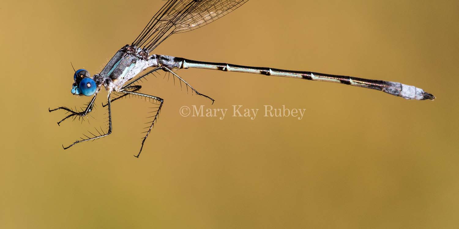 Sweetflag Spreadwing male #2015-03 _2MK2934.jpg