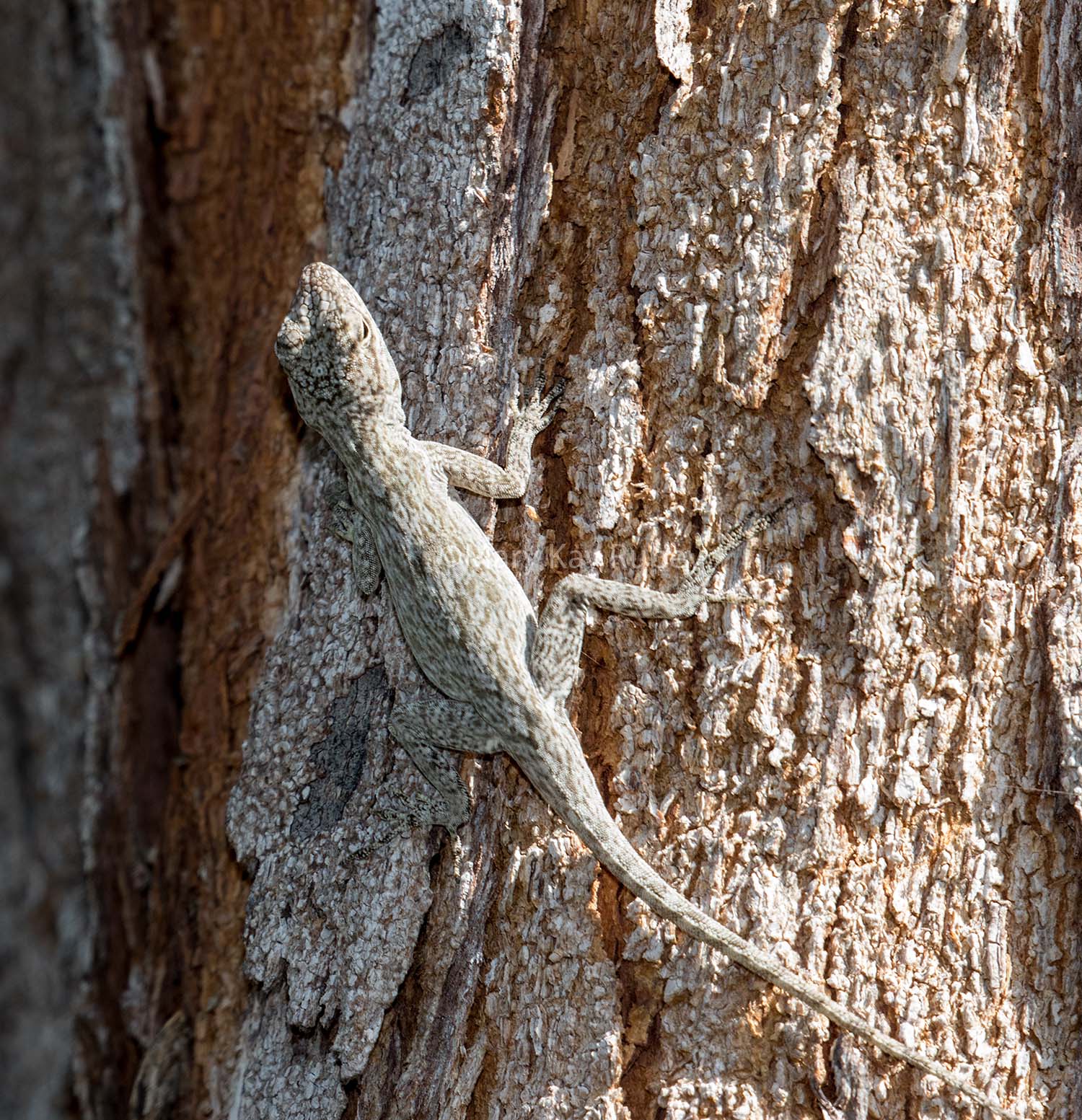 Bark Anole _MKR4853.jpg