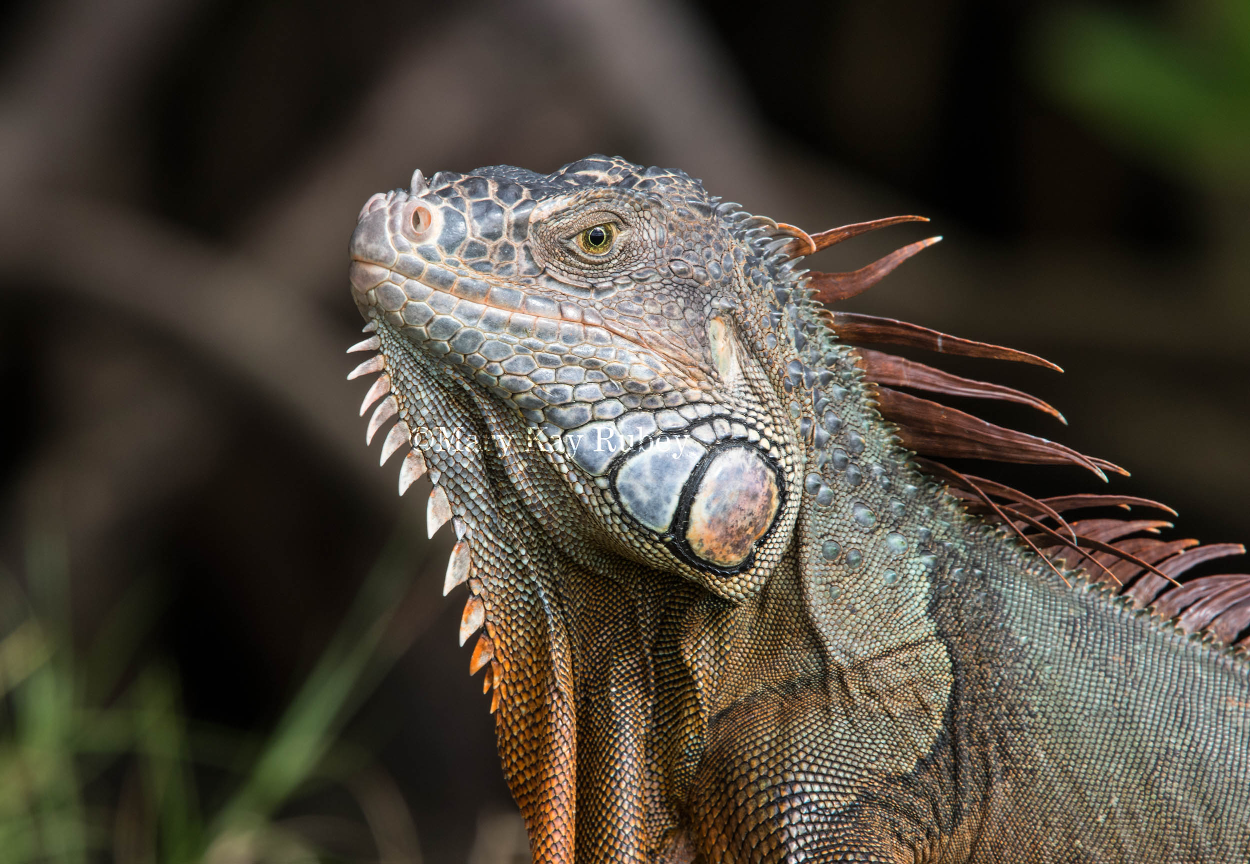 Green Iguana _MKR3164.jpg