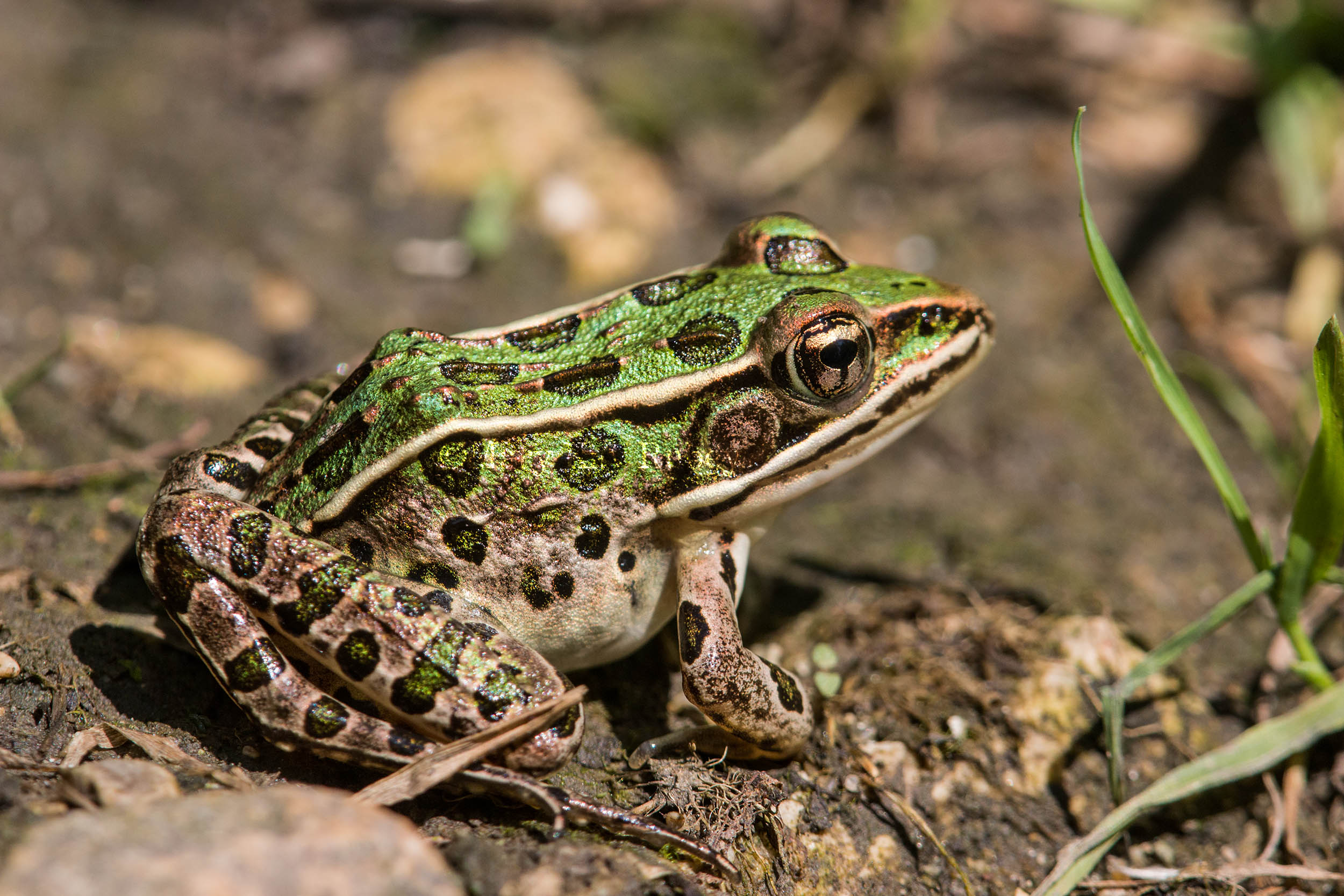 Northern Leopard Frog _MG_2152.jpg
