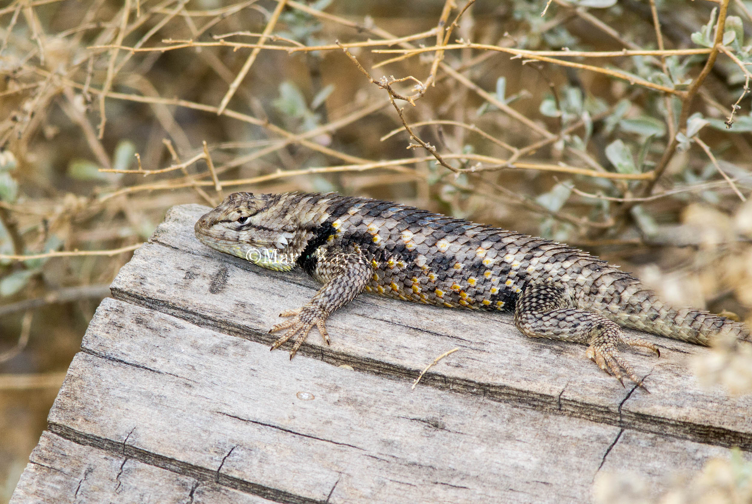 Twin-spotted Spiny Lizard _7MK8164.jpg