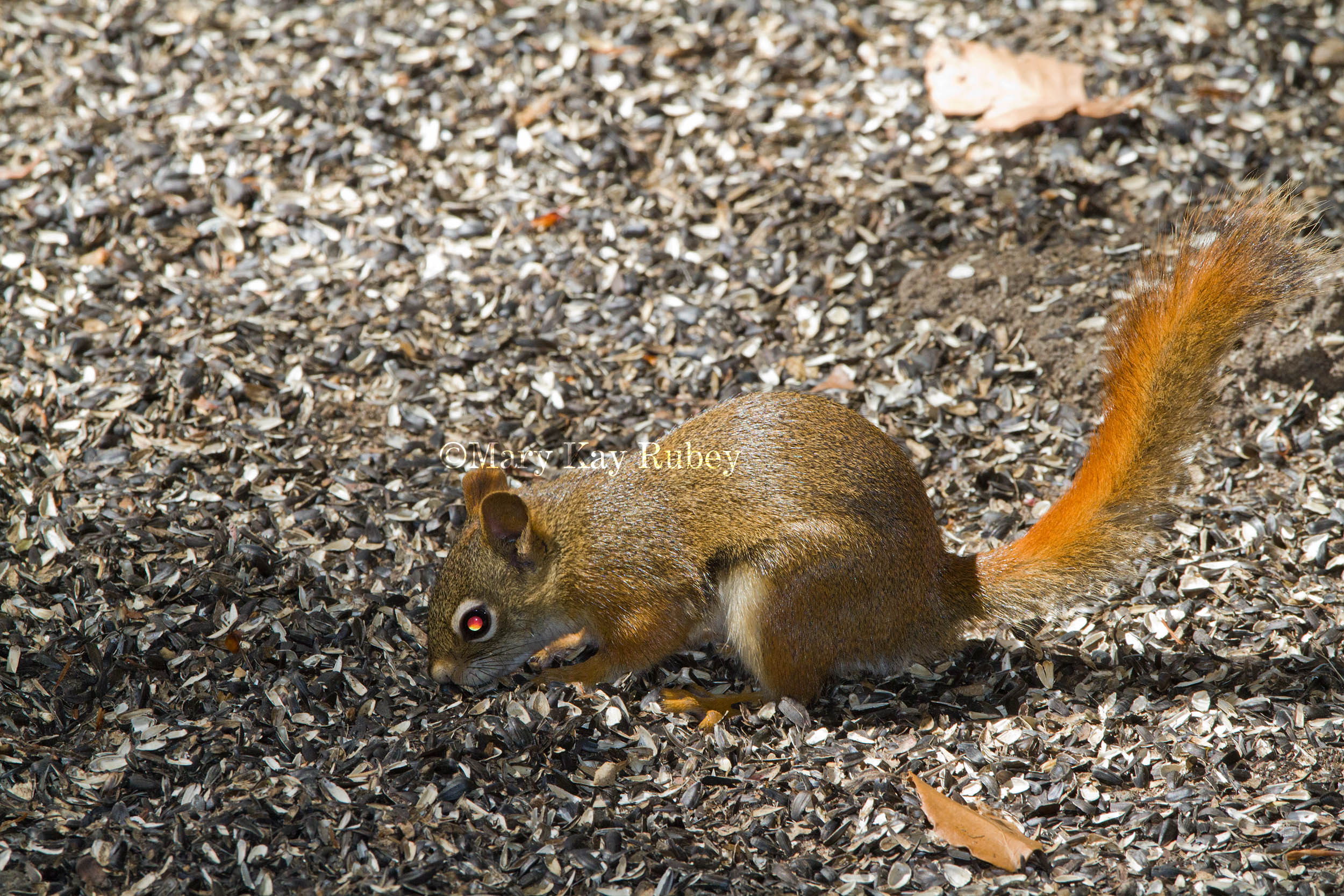 American Red Squirrel _MG_3477.jpg
