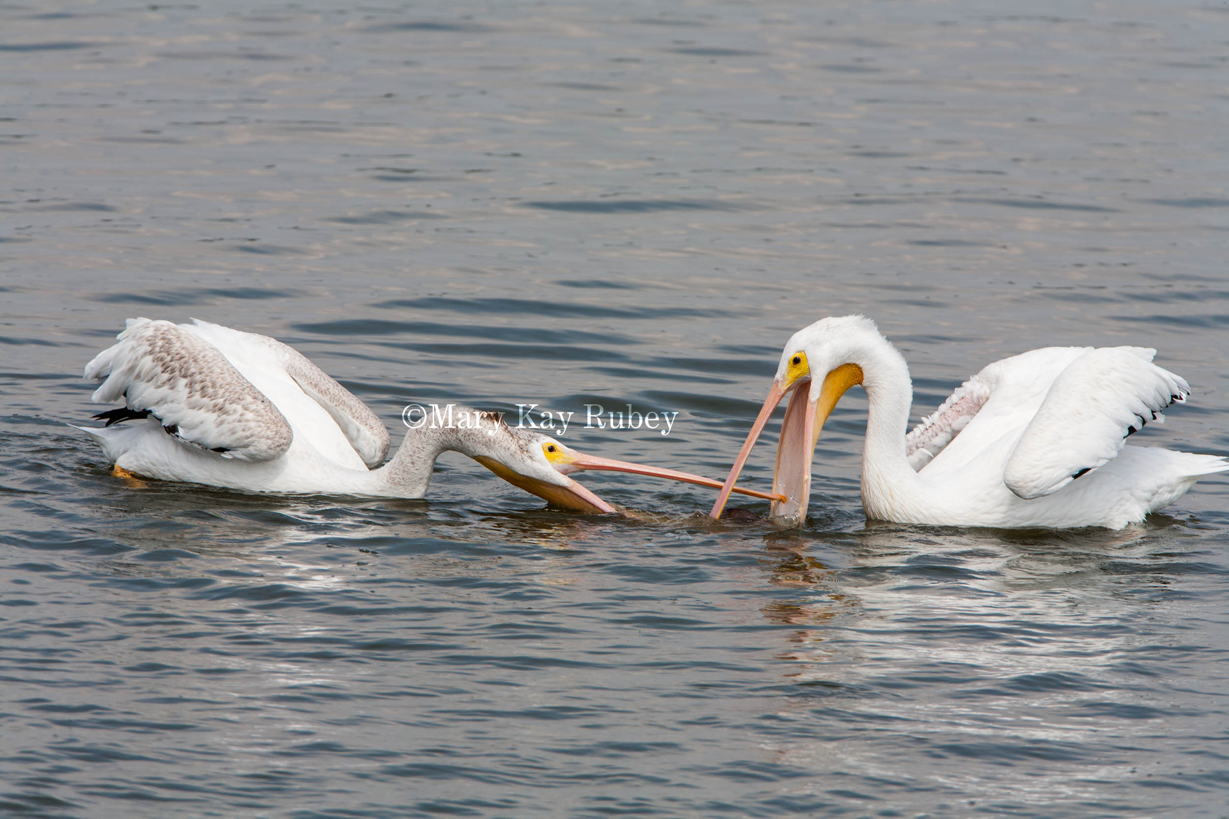 American White Pelican _MG_1340.jpg