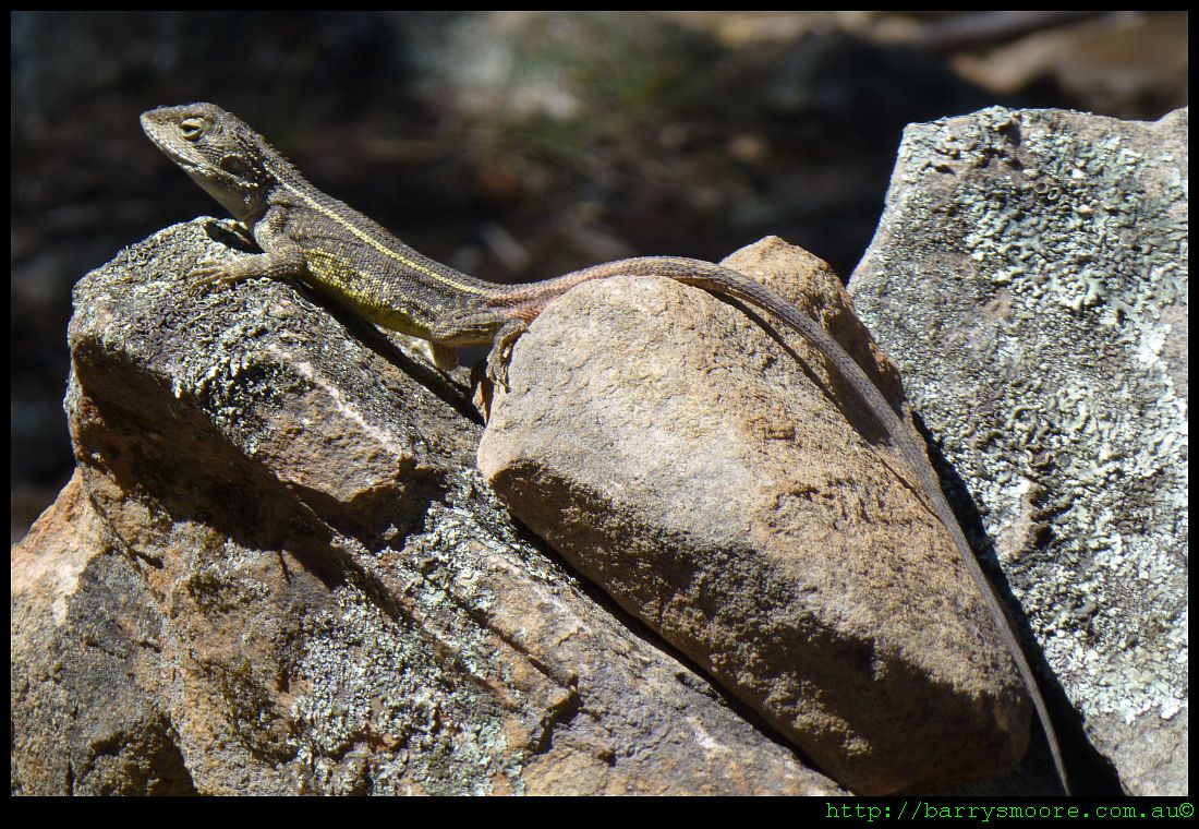 A Long tailed Lizard - Nobbi Dragon