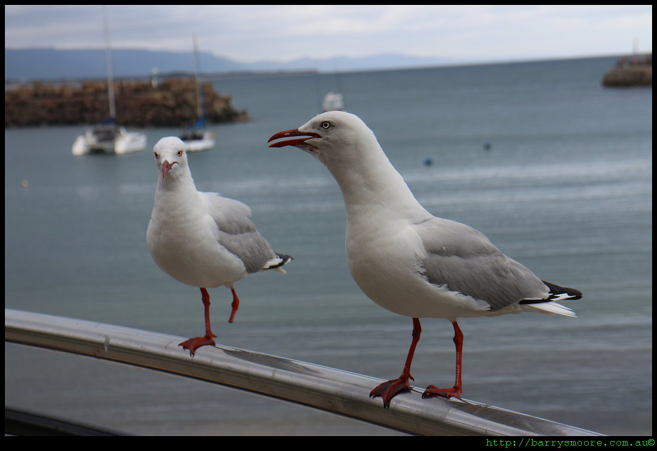 Disabled Gull - no photoshop used!