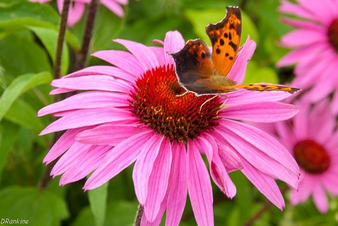 Eastern Comma On Echinacea