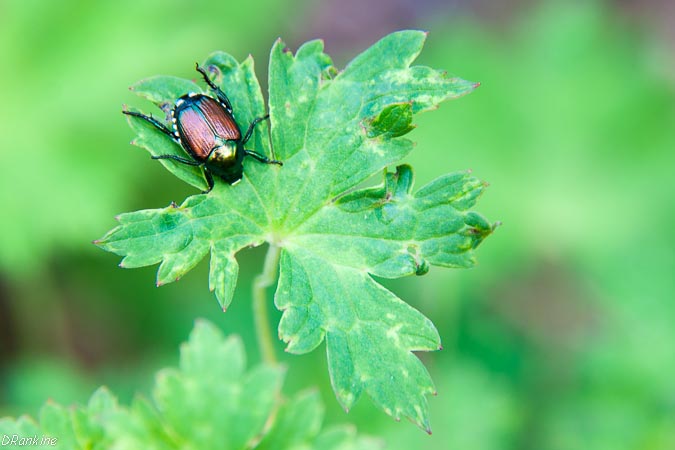 Japanese Beetle on Geranium