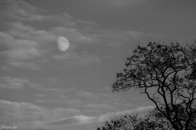 Early Moon of Late Autumn