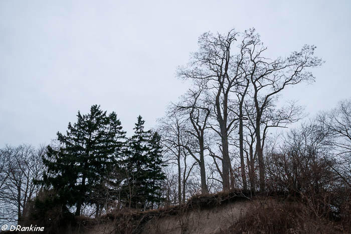 Trees on the Edge
