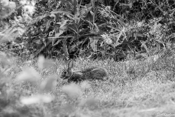 Rabbit in Park