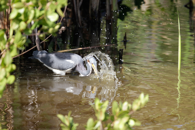 Tricolor Heron