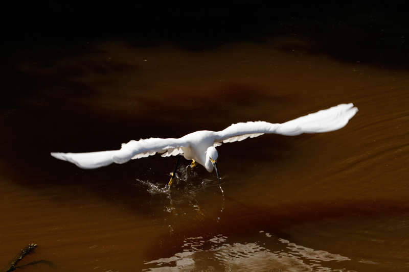 Snowy Egret