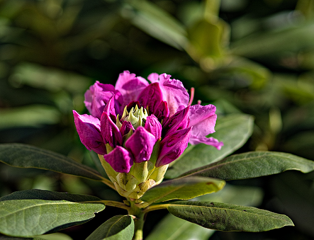 Our rhododendrons are about to bloom. #2