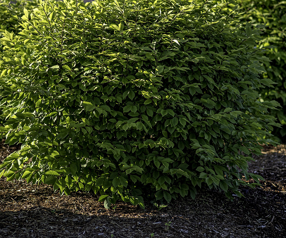 Sunlight on a bush in a parking lot.