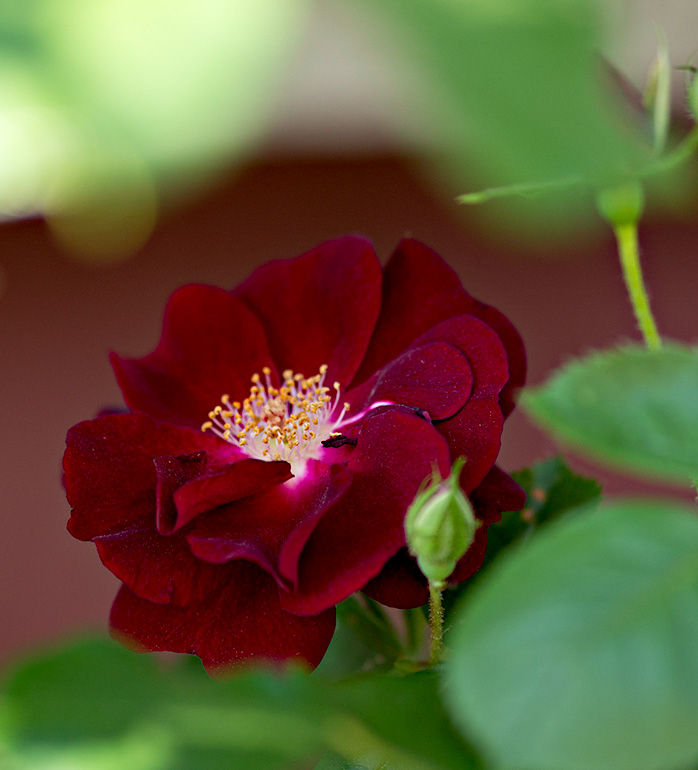 A rose from our rose bush.