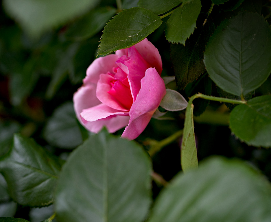 Tucked away