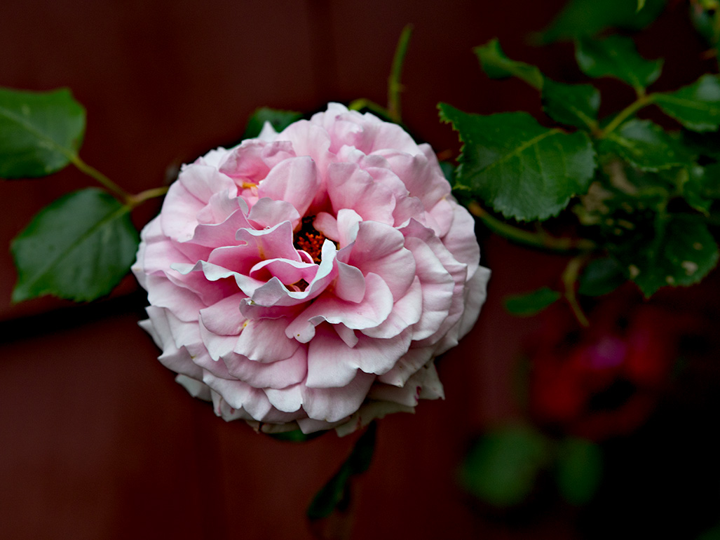 Another rose from our rosebush.