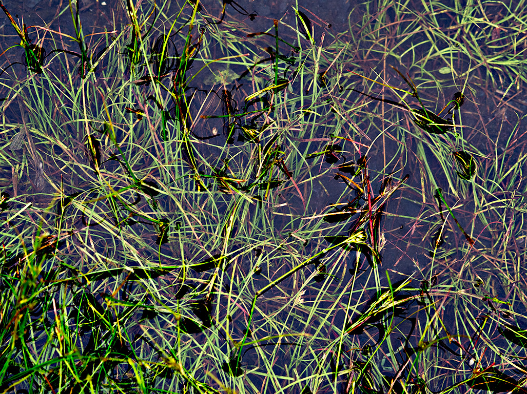 Grass in a puddle 