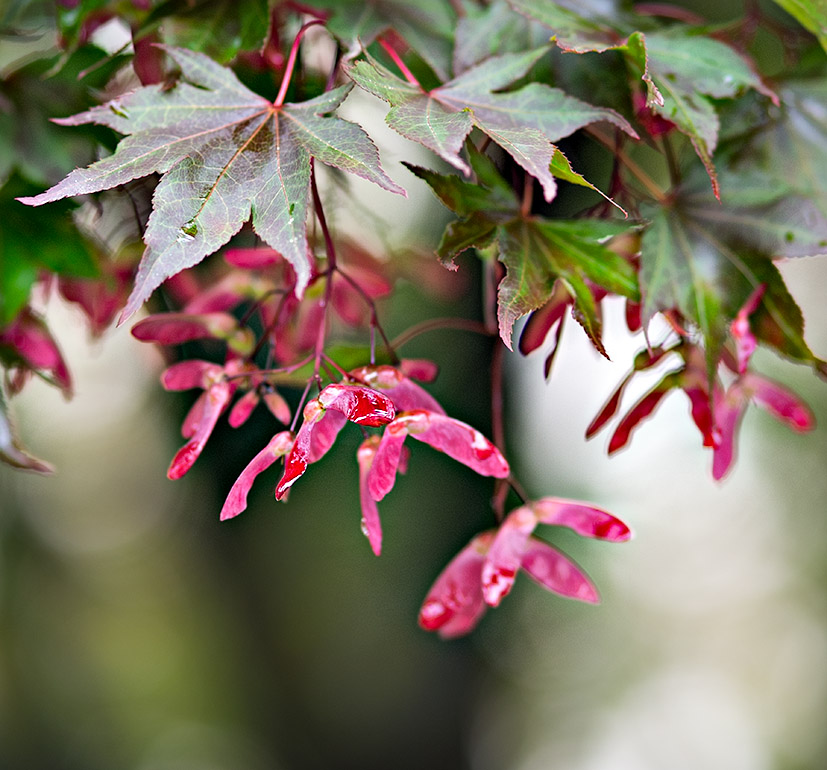 Our Japaneses Maple Tree