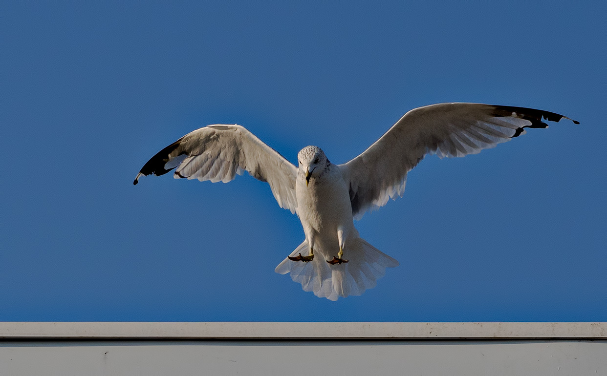 Landing