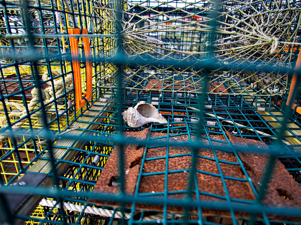 Shell in captivity - B&W version below.