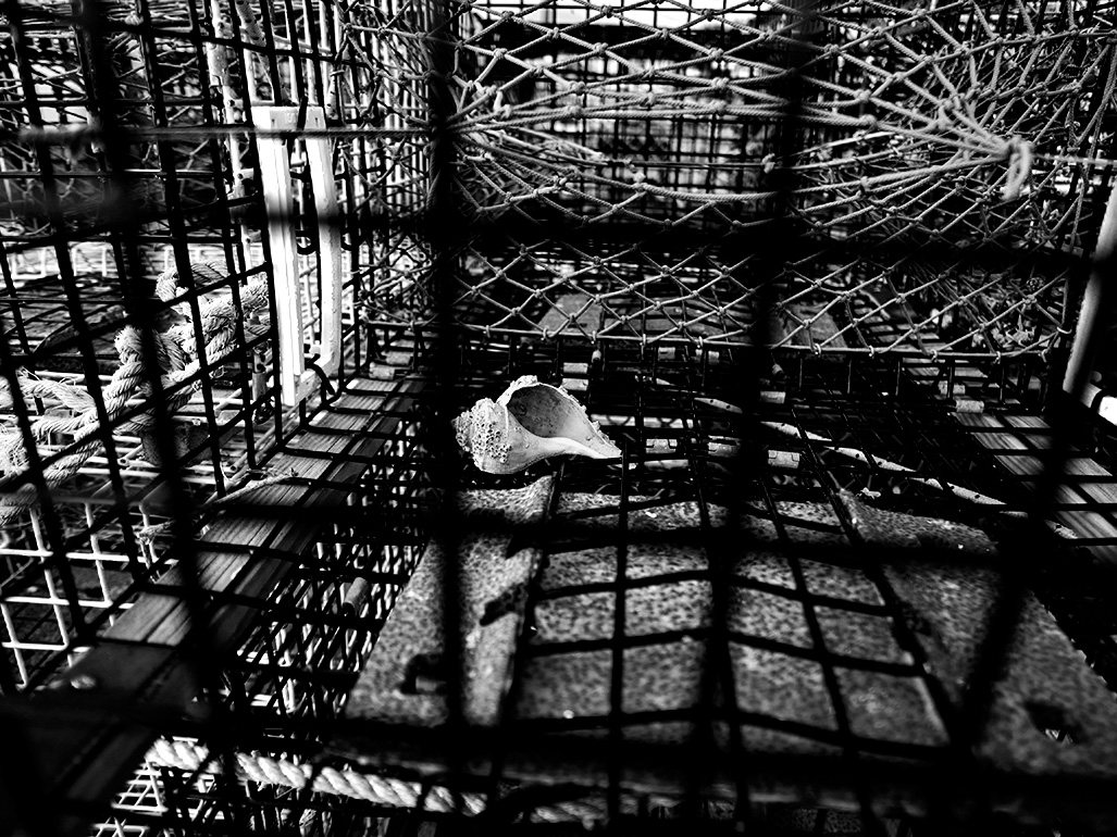 Shell in captivity - color version below.