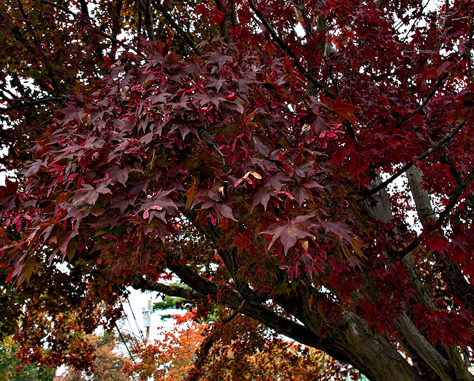 Our Japaneses Maple Tree