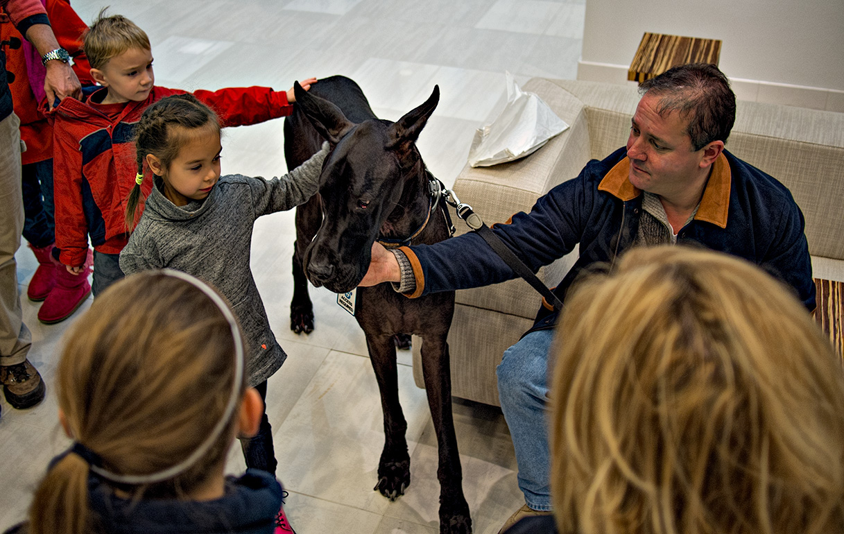 Great Dane - Service Dog #2