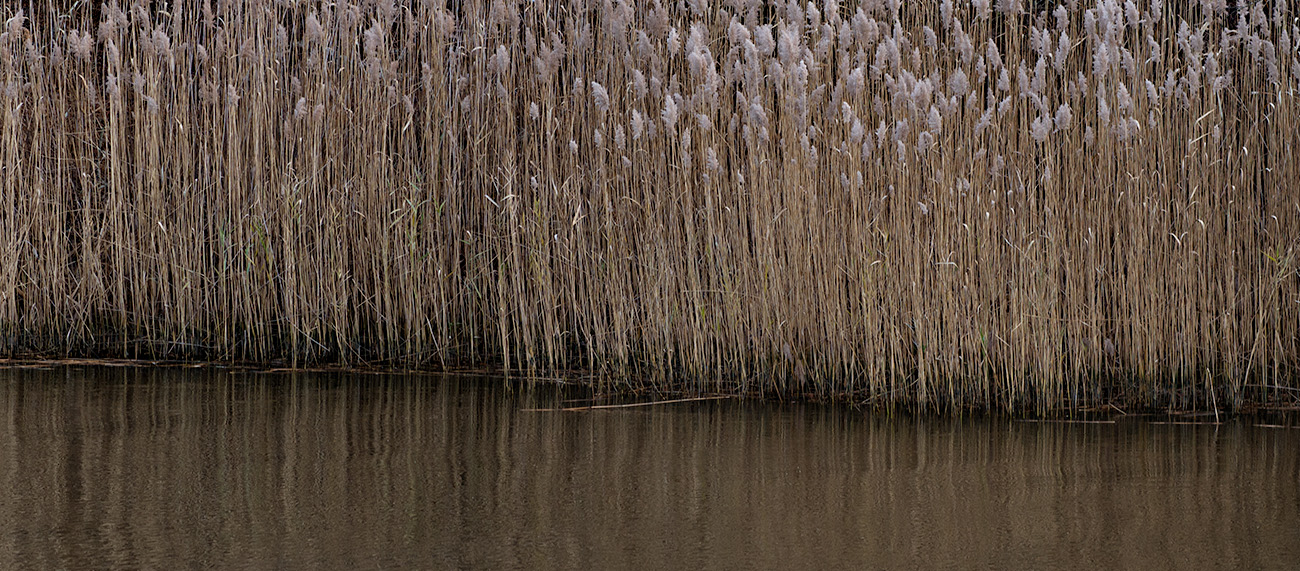 Reeds
