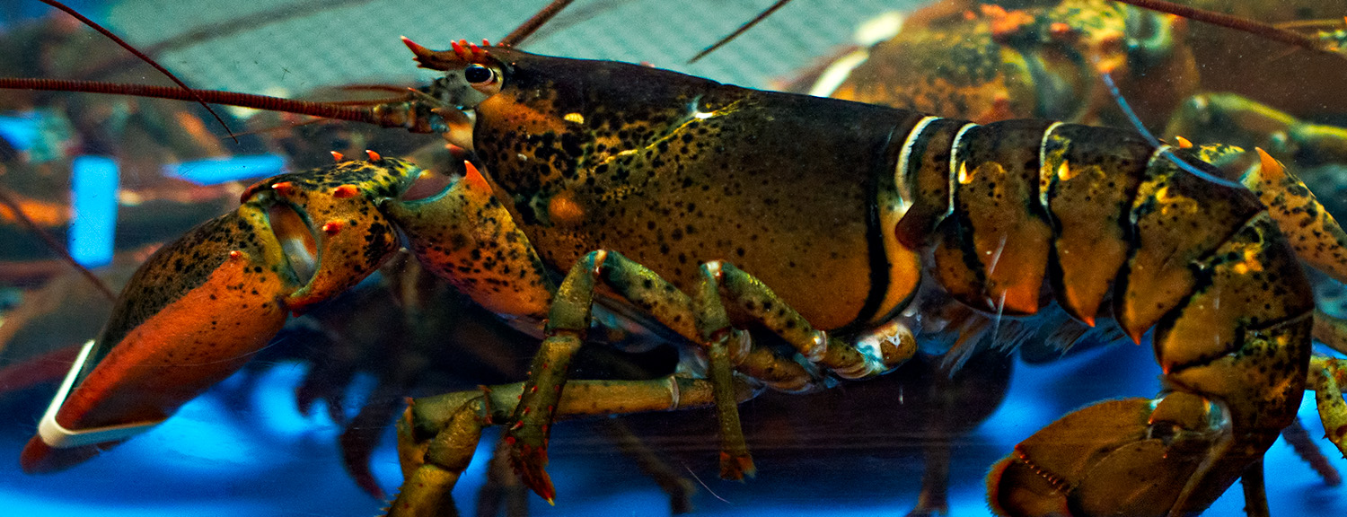 Lobster in Lobster Tank