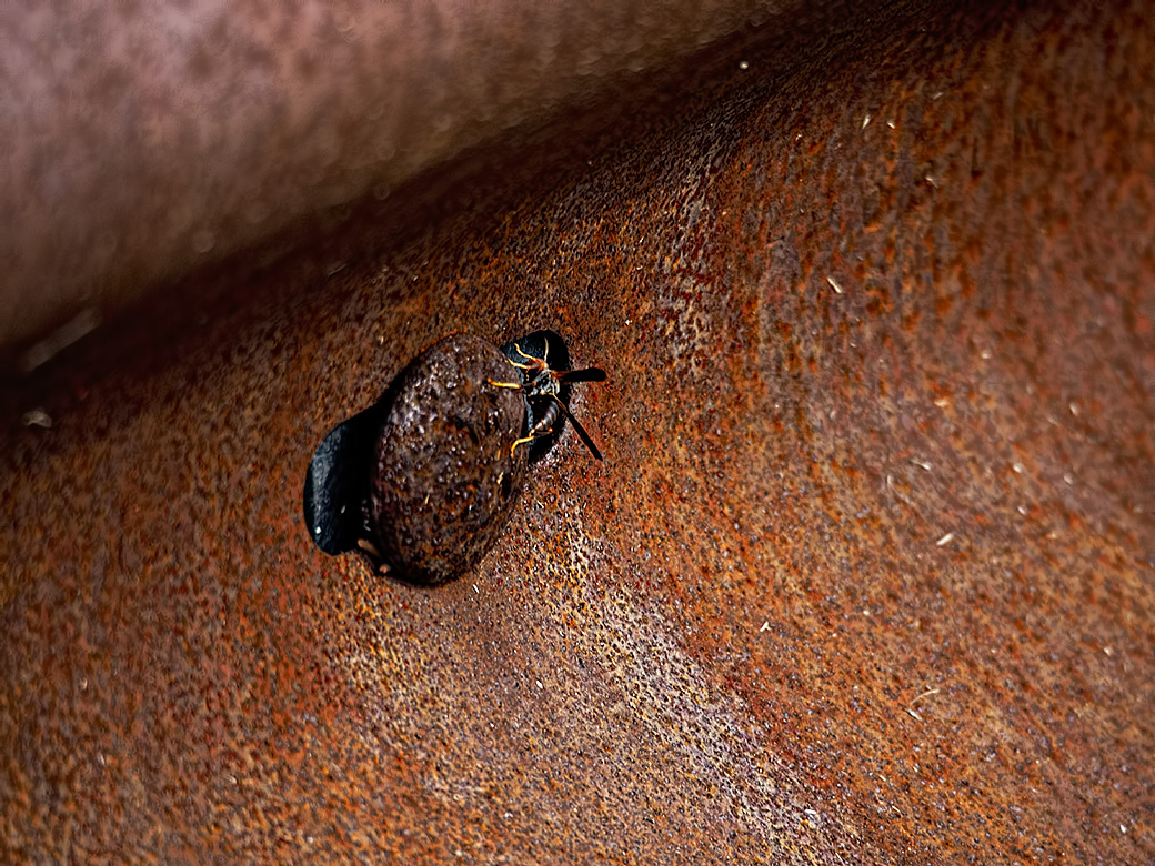 Rust bug #2