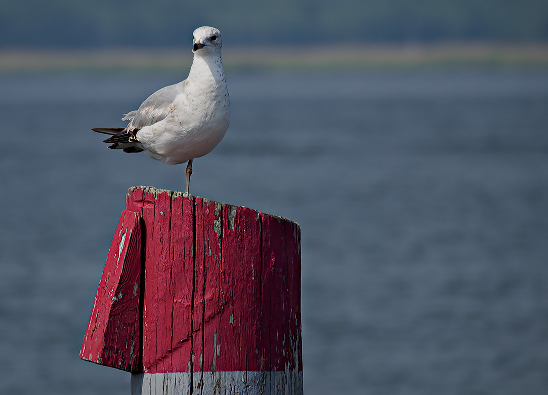 One leg, but standing tall #2