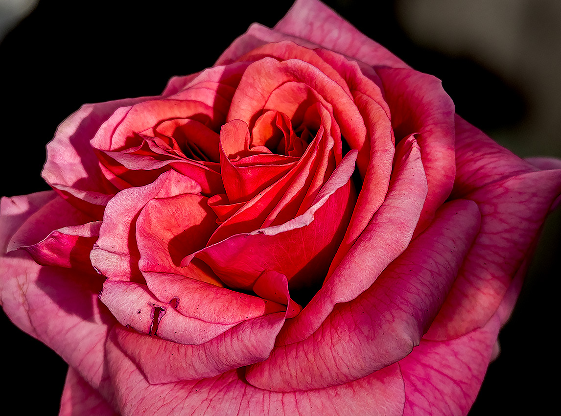 Last Rose