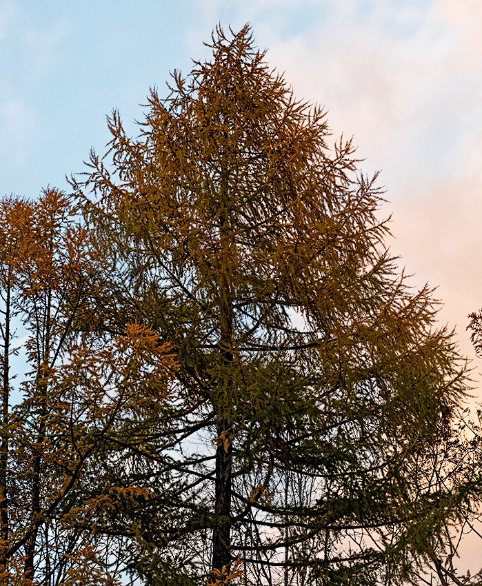 Autumn color