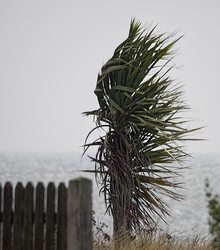 Blowing in the wind.