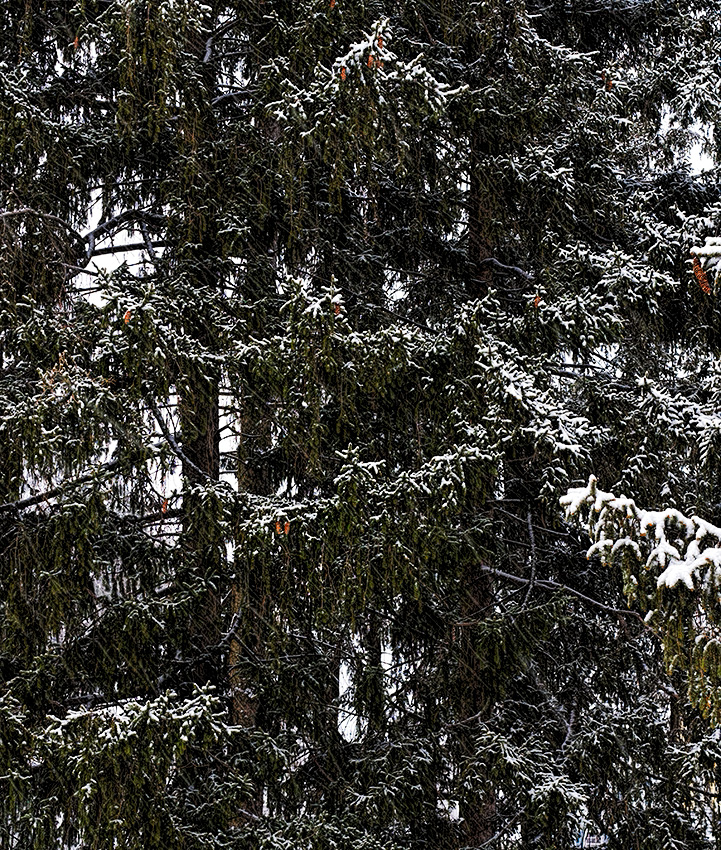 6:45 Eastern Daylight Time - Spring arrives, but Winter refuses to vacate the premises. :)