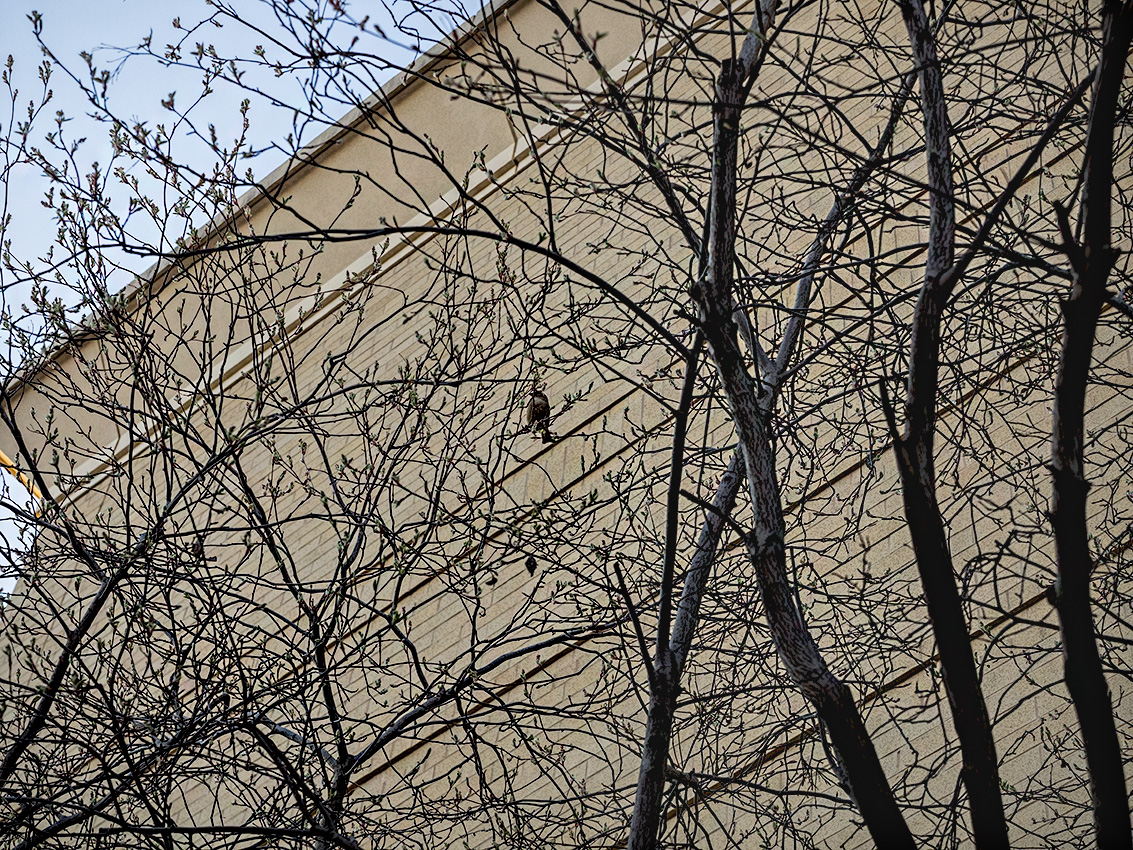 Bird in tree at mall.
